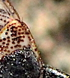 Sphragisticus nebulosus