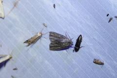 Acronicta lithospila