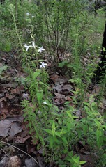 Carlowrightia mcvaughii