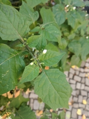 Solanum nigrum