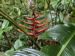 Heliconia lankesteri image