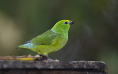 Chlorophonia cyanea