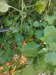 Solanum nigrum
