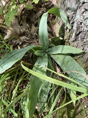 Carex platyphylla