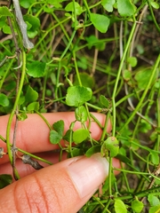 Scandia geniculata