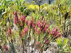 Erica plukenetii