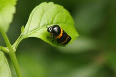 Cosmoscarta abdominalis