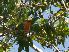 Piranga bidentata