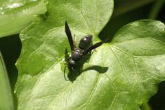 Orancistrocerus aterrimus erythropus