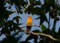 Piranga bidentata