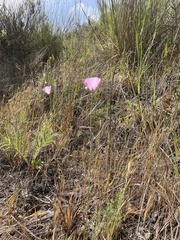 Calochortus splendens