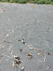 Charadrius bicinctus bicinctus