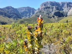 Protea eximia