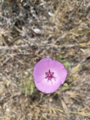 Calochortus splendens