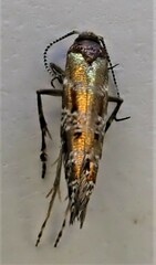 Chrysorthenches drosochalca