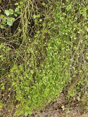 Scandia geniculata