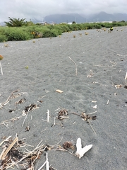 Charadrius bicinctus bicinctus