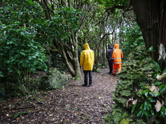 Piper excelsum excelsum