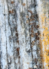Athallia pyracea