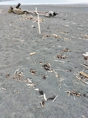 Charadrius bicinctus bicinctus