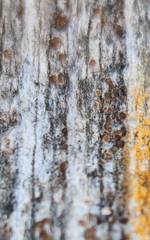 Athallia pyracea