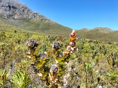 Protea eximia
