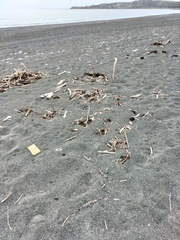 Charadrius bicinctus bicinctus