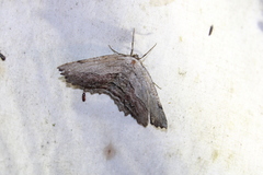 Lytrosis unitaria