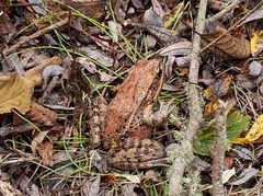 Rana draytonii