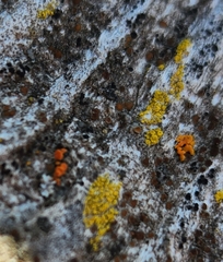 Athallia pyracea