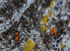 Athallia pyracea