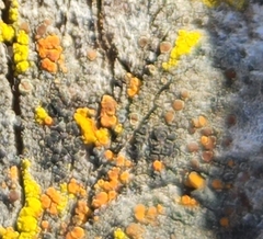 Athallia pyracea