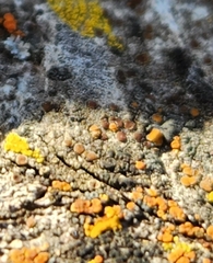Athallia pyracea