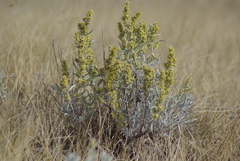 Artemisia cana