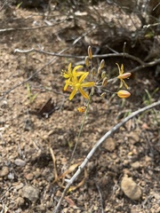 Bloomeria crocea