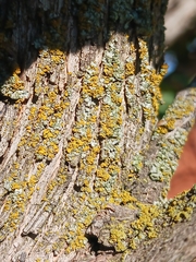 Candelariaceae