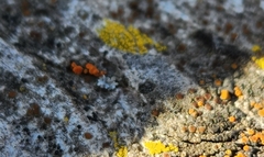 Athallia pyracea