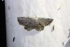 Lytrosis unitaria