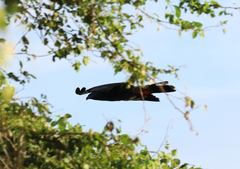 Geranospiza caerulescens