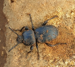 Scaurus uncinus