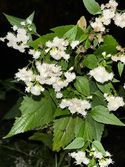 Viburnum rafinesqueanum