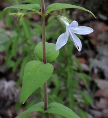 Carlowrightia mcvaughii