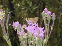 Hesperia attalus slossonae