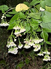 Viburnum rafinesqueanum