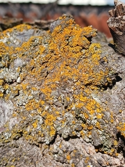 Candelariaceae