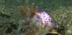 Mexichromis mariei