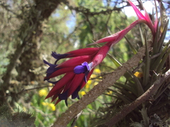 Tillandsia aeranthos