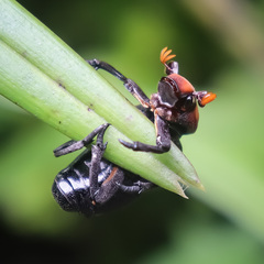 Clinterocera bicolor