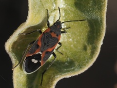 Lygaeus kalmii kalmii