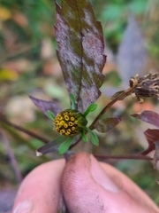 Bidens frondosa
